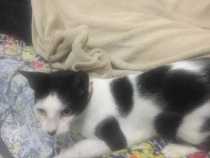Gato raça  idade 1 ano nome Nina