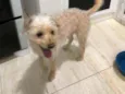 Toy