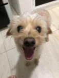 Toy