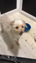 Toy