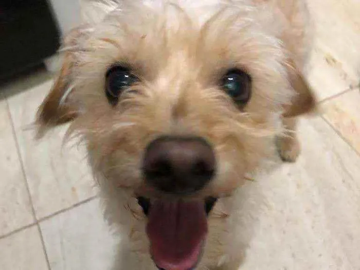 Cachorro ra a Poodle "lata" idade 2 anos nome Toy