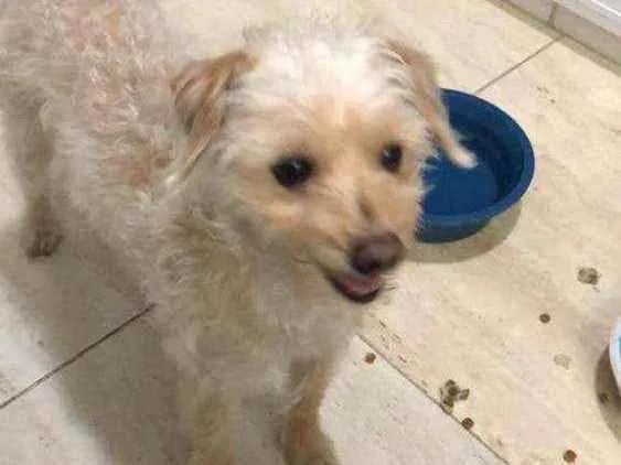 Cachorro ra a Poodle "lata" idade 2 anos nome Toy