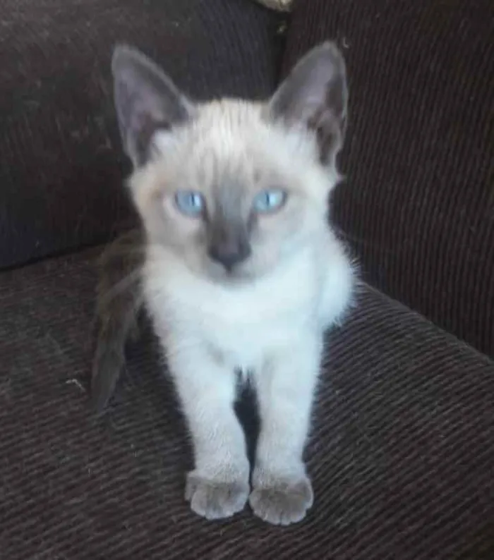 Gato ra a Mestiça  idade 2 a 6 meses nome Belinha 