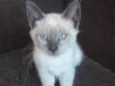 Belinha 