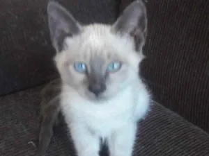 Gato raça Mestiça  idade 2 a 6 meses nome Belinha 