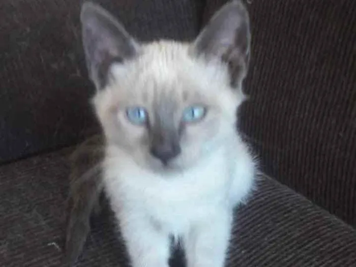 Gato ra a Mestiça  idade 2 a 6 meses nome Belinha 