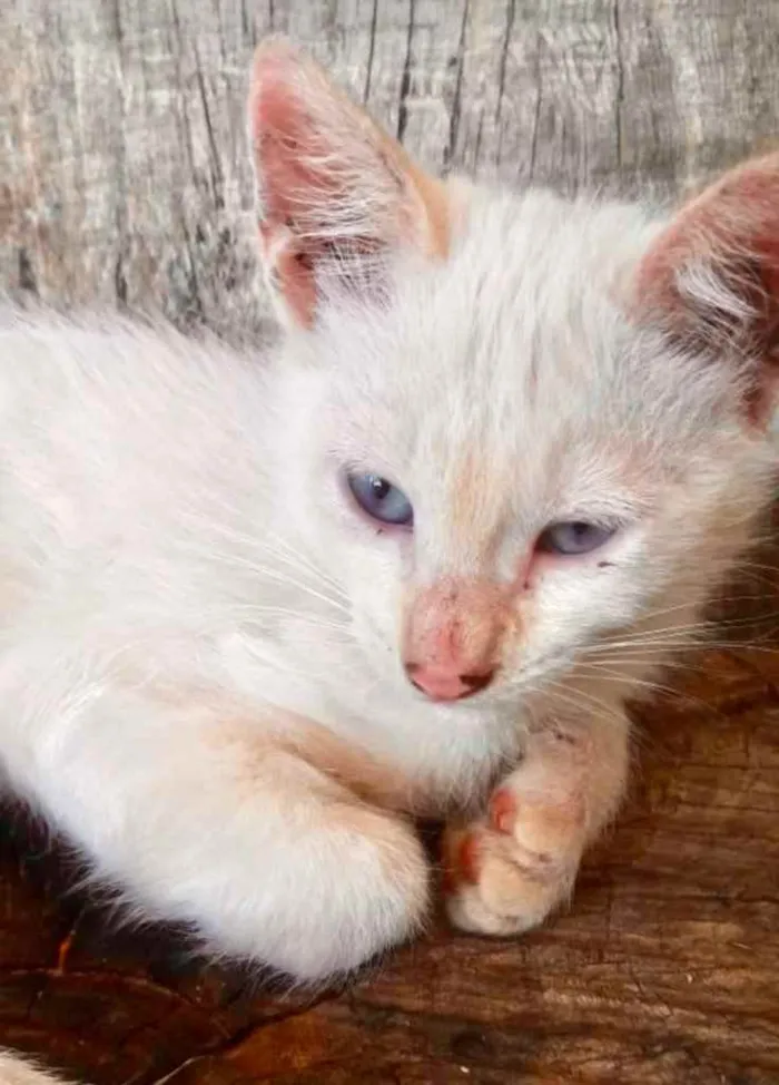 Gato ra a SRD idade 2 a 6 meses nome Kiko 