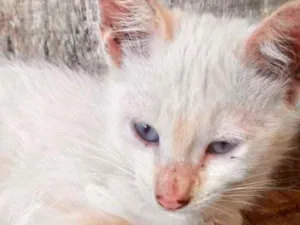 Gato raça SRD idade 2 a 6 meses nome Kiko 
