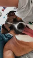 Estrela