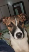 Estrela