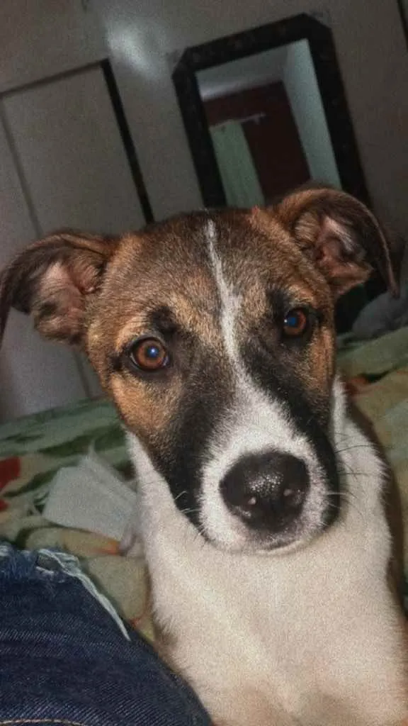 Cachorro raça Vira lata idade 2 a 6 meses nome Estrela