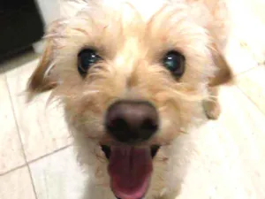 Cachorro raça Poodle "lata" idade 2 anos nome Toy