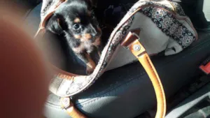 Cachorro raça SRD idade Abaixo de 2 meses nome Pulguinha