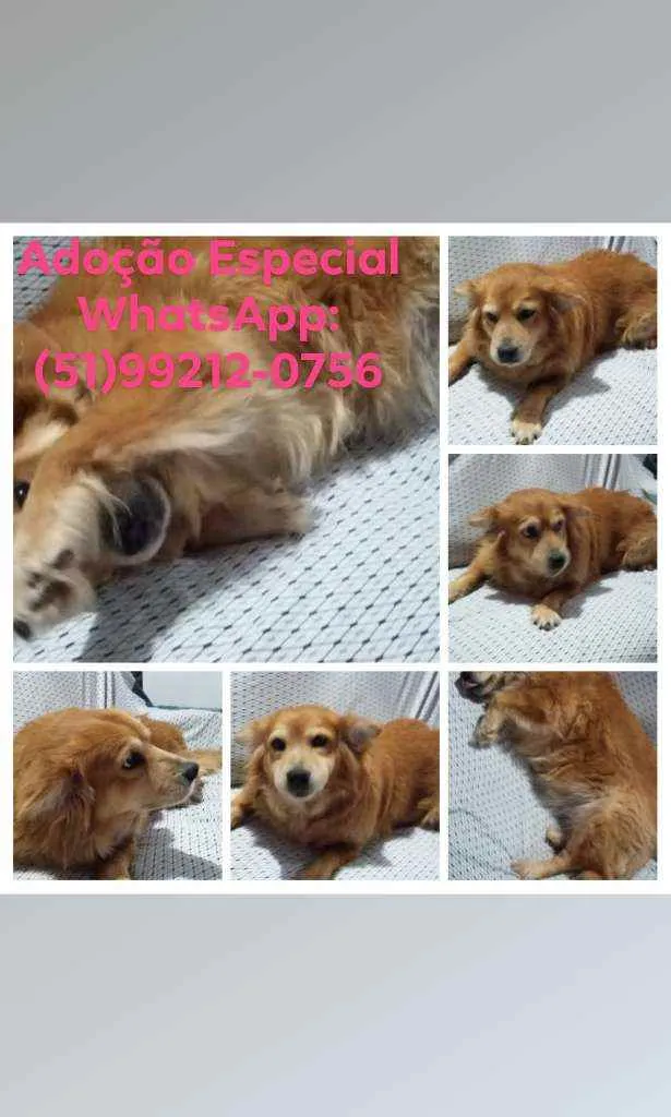 Cachorro ra a SRD idade 5 anos nome Princesa