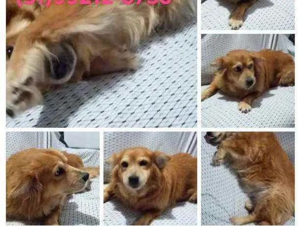 Cachorro ra a SRD idade 5 anos nome Princesa