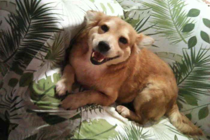 Cachorro ra a SRD idade 5 anos nome Princesa