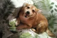 Princesa