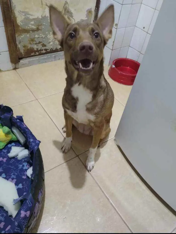 Cachorro ra a SRD idade 1 ano nome Mel