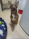 Mel