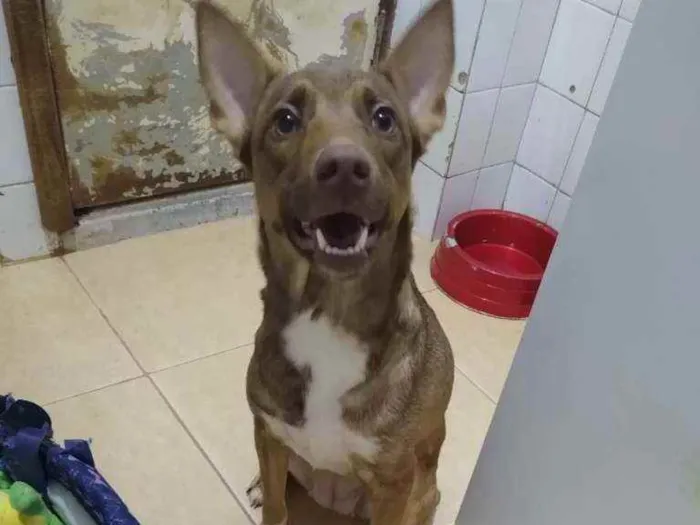 Cachorro ra a SRD idade 1 ano nome Mel