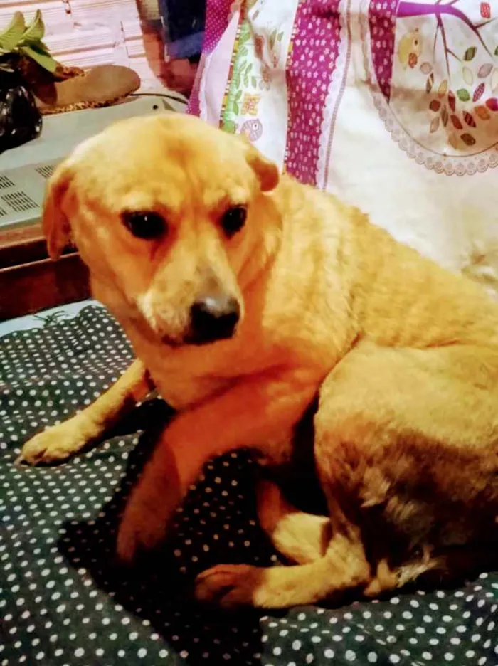 Cachorro ra a SRD idade 4 anos nome Fiona