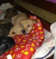 Fiona