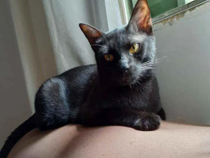Gato ra a  idade 2 anos nome Jubileu