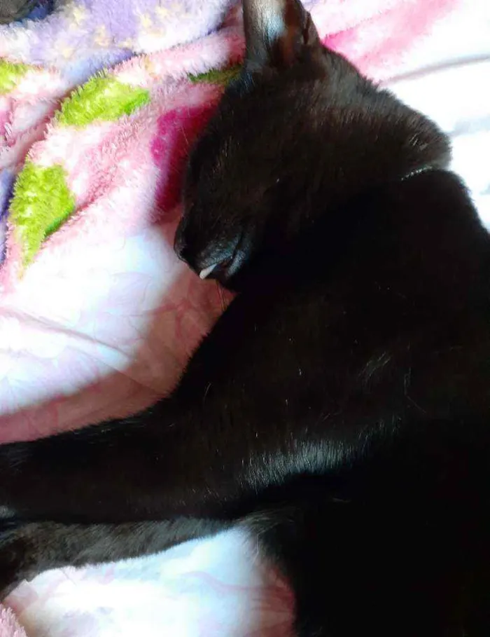 Gato ra a  idade 2 anos nome Jubileu