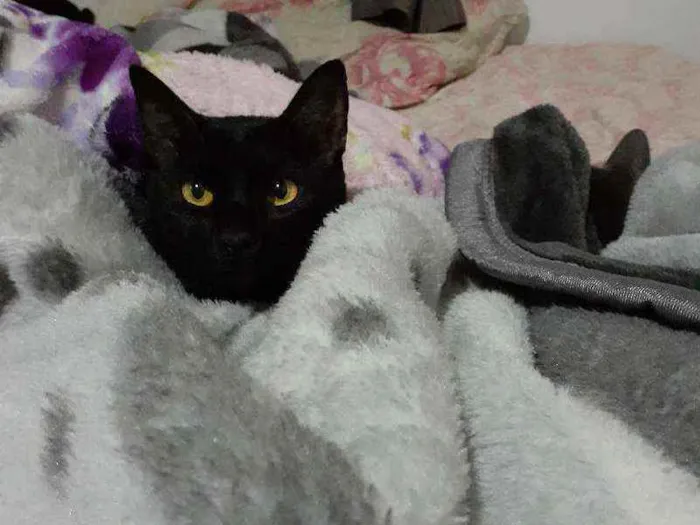 Gato ra a  idade 2 anos nome Jubileu