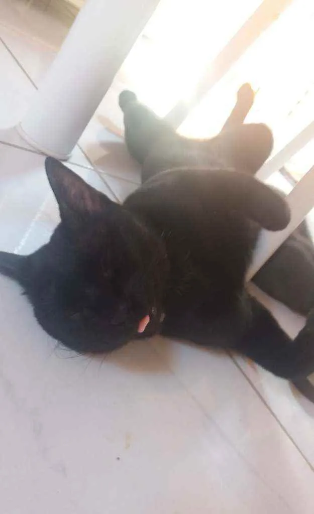 Gato ra a  idade 2 anos nome Jubileu