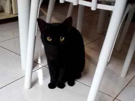 Gato ra a  idade 2 anos nome Jubileu
