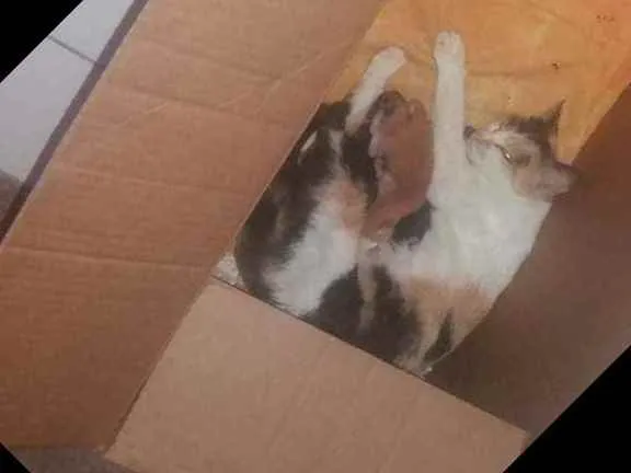 Gato ra a Sem raça idade Abaixo de 2 meses nome LESTE