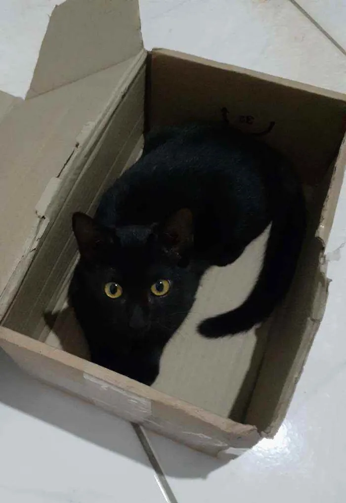 Gato ra a  idade 7 a 11 meses nome Jujuba