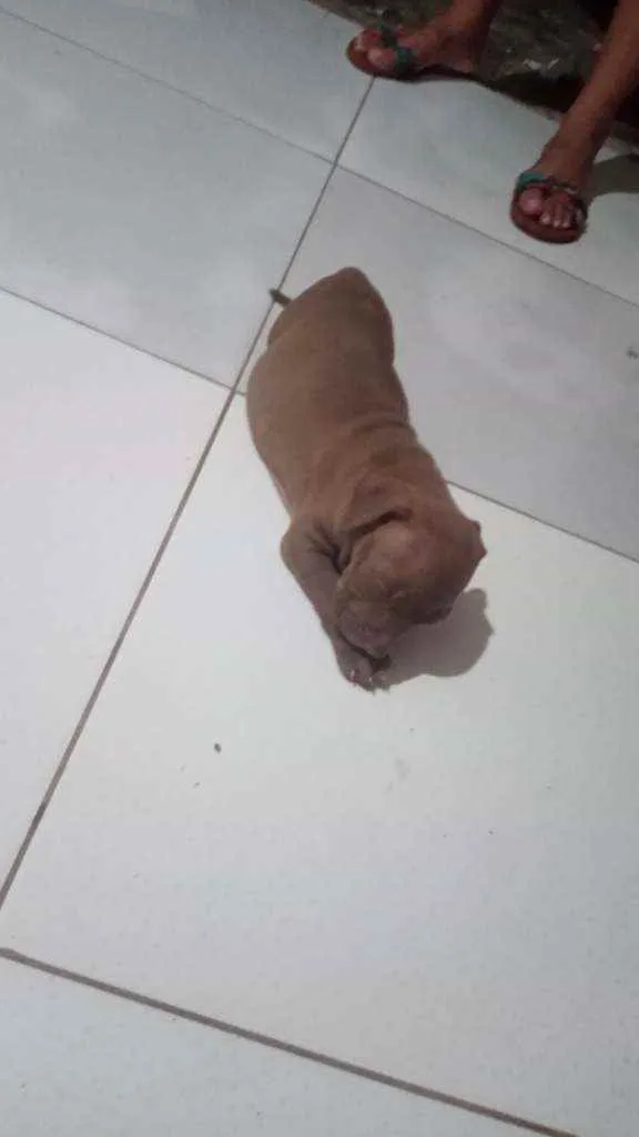 Cachorro raça Pitbull idade 2 a 6 meses nome Luna