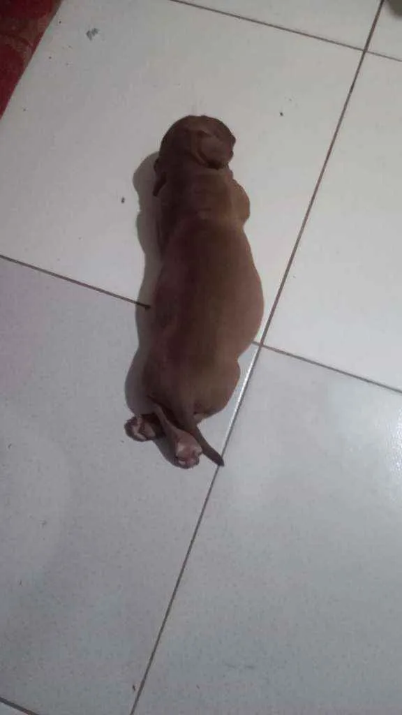 Cachorro raça Pitbull idade 2 a 6 meses nome Luna