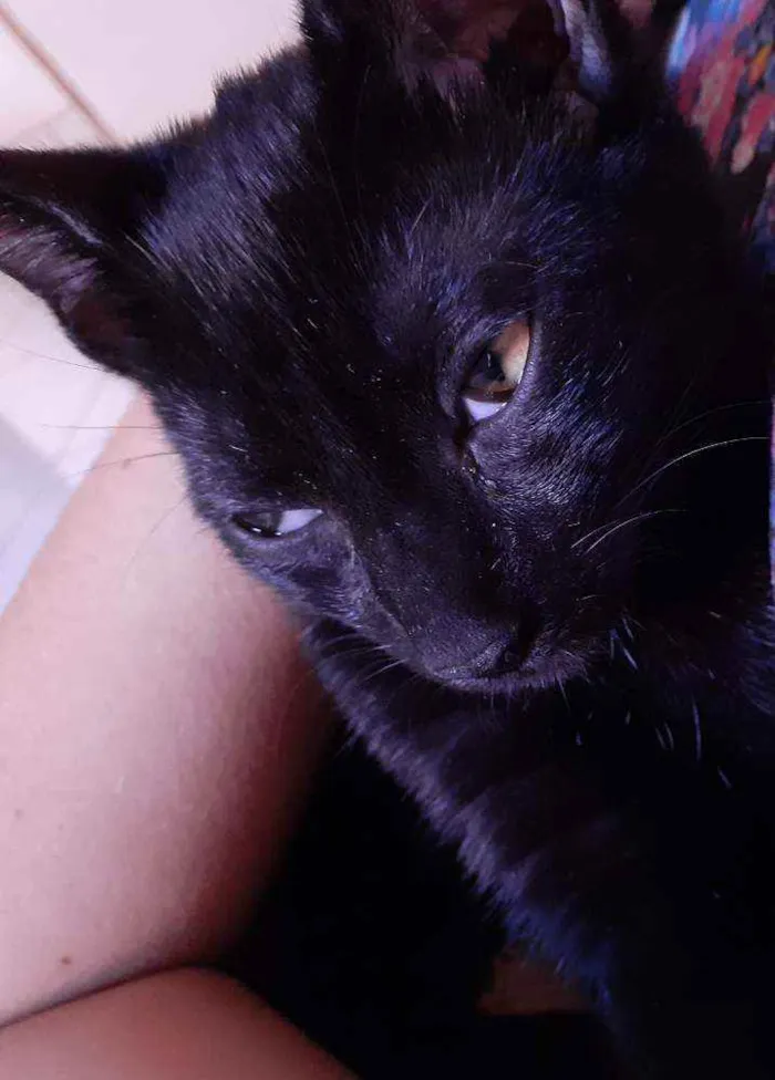 Gato ra a  idade 7 a 11 meses nome Jujuba