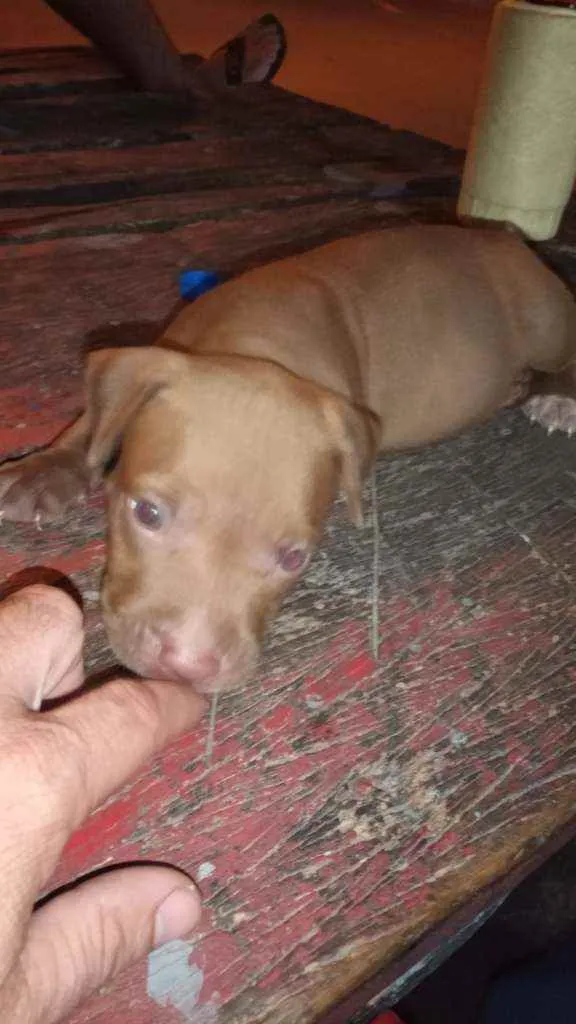Cachorro raça Pitbull idade 2 a 6 meses nome Luna