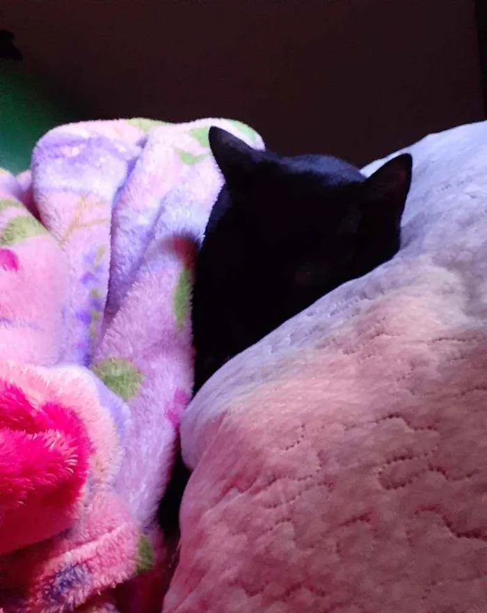 Gato ra a  idade 7 a 11 meses nome Jujuba