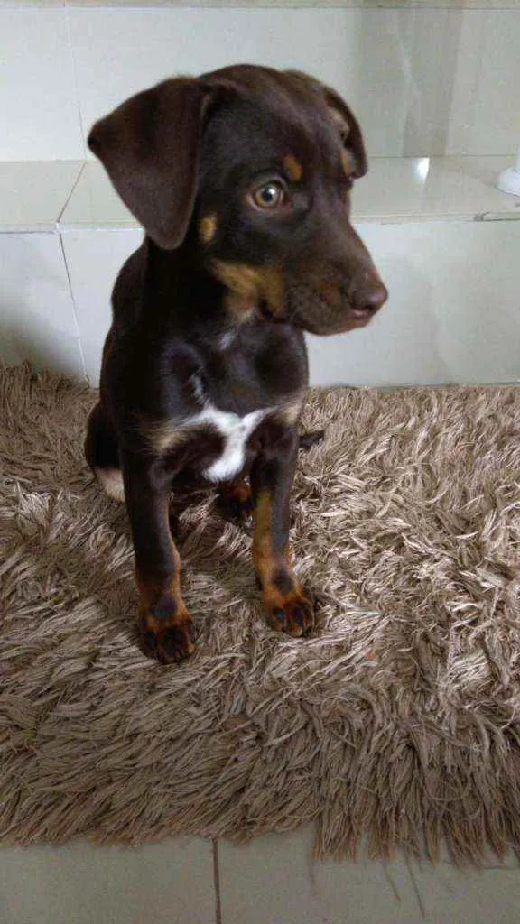Cachorro ra a Vira lata  idade 2 a 6 meses nome Florzinha