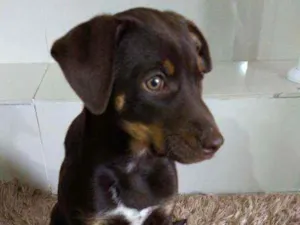 Cachorro raça Vira lata  idade 2 a 6 meses nome Florzinha