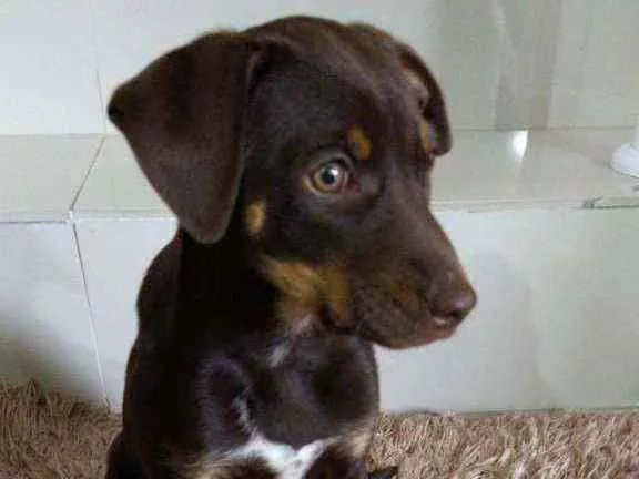 Cachorro ra a Vira lata  idade 2 a 6 meses nome Florzinha