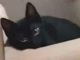 Jujuba