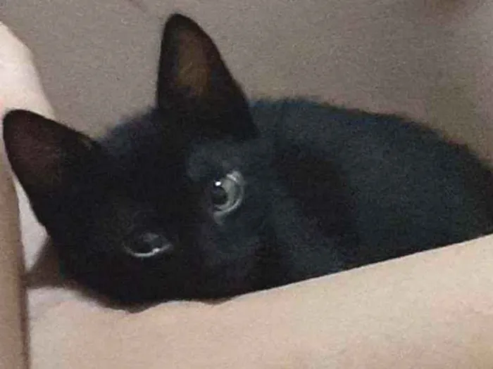 Gato ra a  idade 7 a 11 meses nome Jujuba