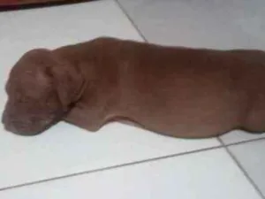 Cachorro raça Pitbull idade 2 a 6 meses nome Luna