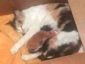 Gato raça Sem raça idade Abaixo de 2 meses nome LESTE