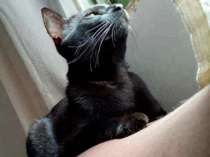 Gato ra a  idade 2 anos nome Jubileu