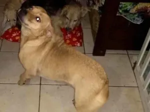 Cachorro raça SRD idade 4 anos nome Fiona