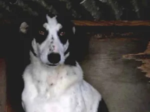 Cachorro raça Mistura de Galgo  idade 5 anos nome Bebel