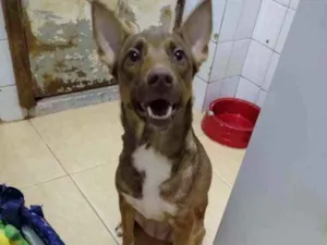 Cachorro raça SRD idade 1 ano nome Mel