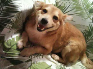 Cachorro raça SRD idade 5 anos nome Princesa